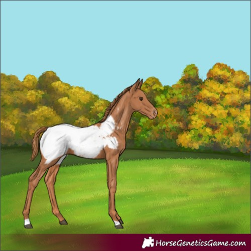 Horse Color:Chestnut Appaloosa