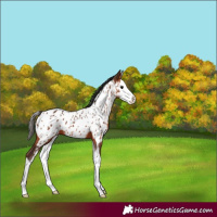 Horse Color:Bay Splash Appaloosa