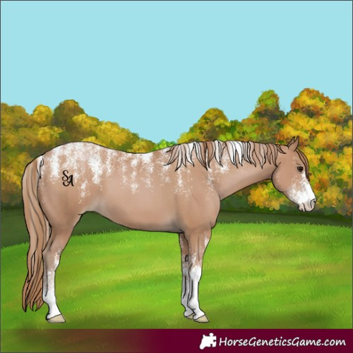 Horse Color:Powder White Black Pearl 