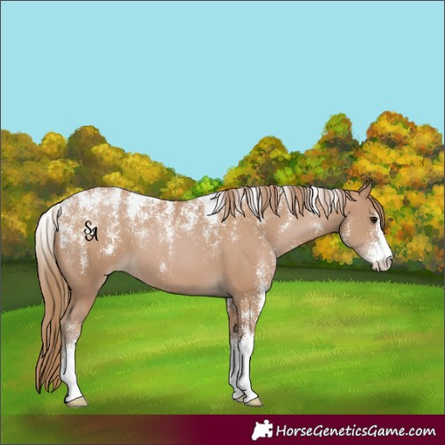 Horse Color:Powder White Black Pearl 