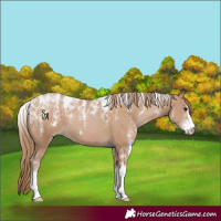 Horse Color:Powder White Black Pearl