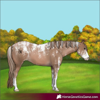 Horse Color:Powder White Black Pearl 