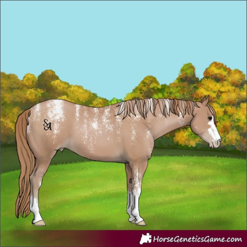 Horse Color:Powder White Black Pearl 