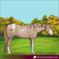 Horse Color:Powder White Black Pearl