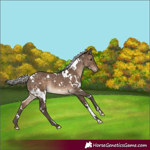 Horse Color:White Spotted Silver Brown Dun Rabicano 