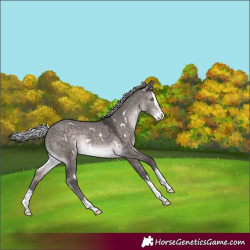 Horse Color:Platinum White Spotted Silver Brown Dun Splash Rabicano