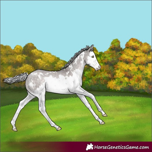 Horse Color:Platinum White Spotted Silver Brown Dun Splash Rabicano 