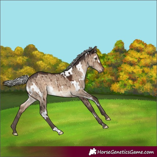 Horse Color:White Spotted Silver Brown Dun Rabicano Brindle 