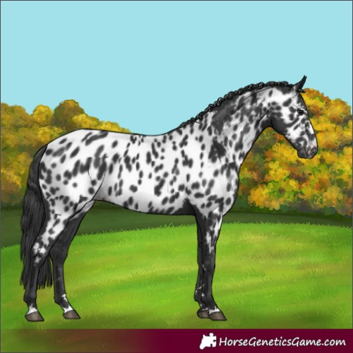 Horse Color:Black Appaloosa 