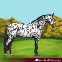 Horse Color:Black Appaloosa 
