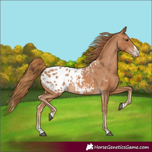 Horse Color:Chestnut Splash Blanket 