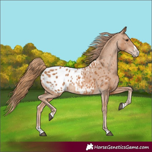 Horse Color:Chestnut Splash Appaloosa 