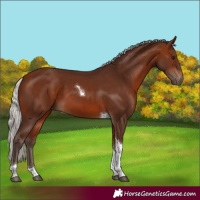 Horse Color:Silver Bay Tobiano 