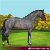 Horse Color:Brown Roan Tobiano Rabicano