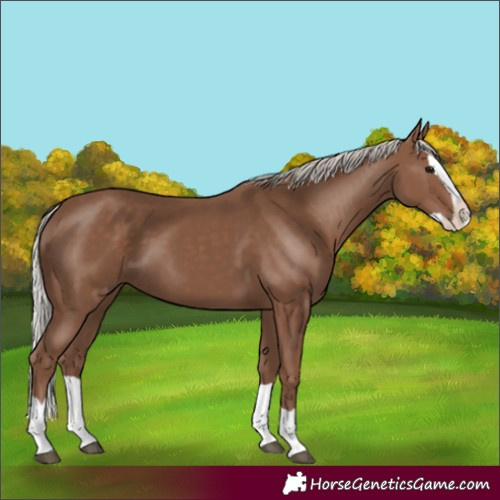 Horse Color:Silver Black Splash 