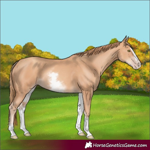 Horse Color:White Spotted Gold Champagne Splash 