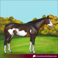 Horse Color:Bay Splash Frame