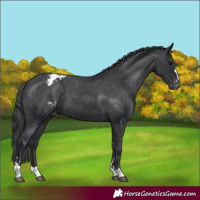 Horse Color:Black Appaloosa 