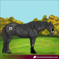 Horse Color:Black Sabino 