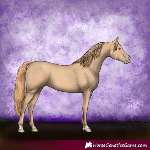 Horse Color:Gold Champagne 