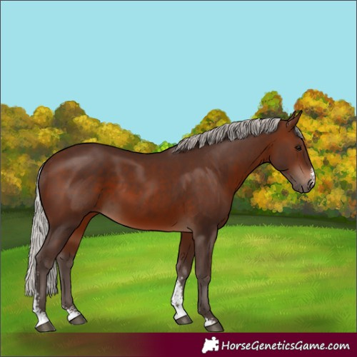 Horse Color:Silver Brown Sabino 