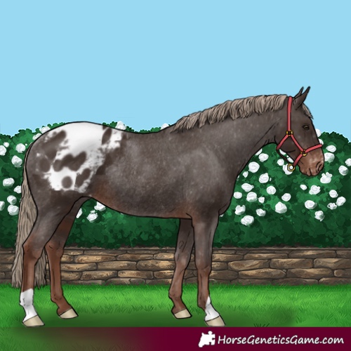Horse Color:Liver Chestnut Appaloosa Rabicano
