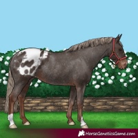 Horse Color:Liver Chestnut Appaloosa Rabicano 