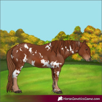 Horse Color:White Spotted Chestnut
