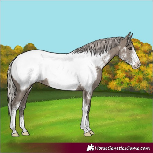 Horse Color:Silver Grullo Sabino Appaloosa Rabicano 