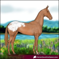 Horse Color:Chestnut Snowcap 
