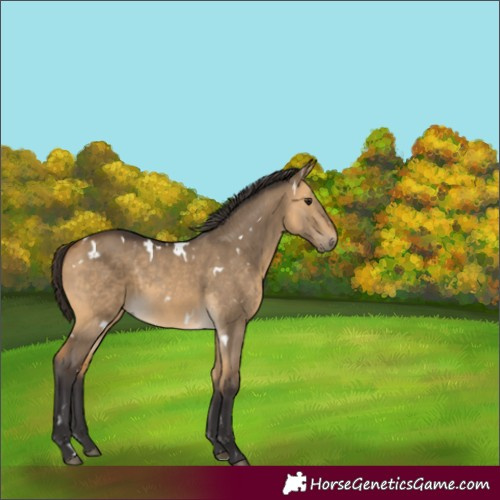Horse Color:White Spotted Buckskin Dun 