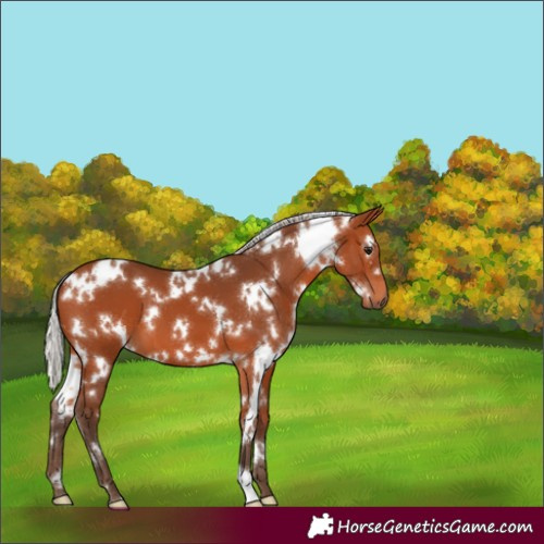 Horse Color:White Spotted Silver Bay 