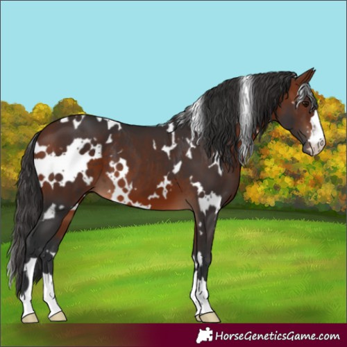 Horse Color:White Spotted Bay 