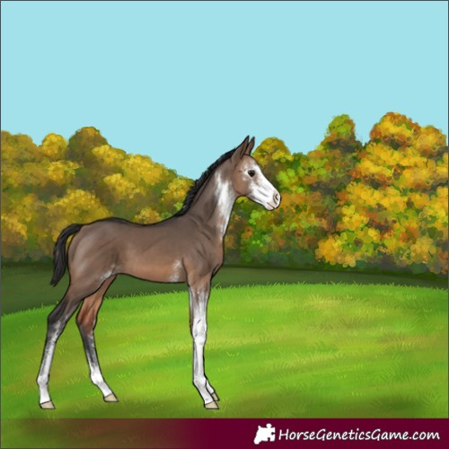Horse Color:Brown Dun Sabino 