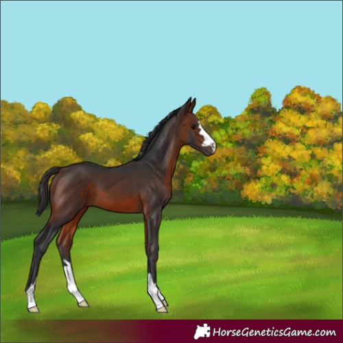 Horse Color:Brown 