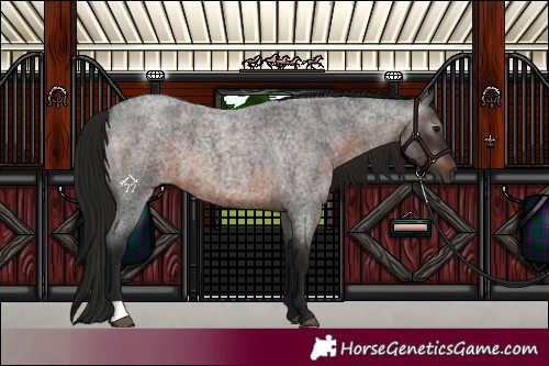 Horse Color:Gray Brown Roan