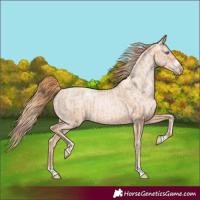 Horse Color:Gold Champagne Pearl Rabicano  and Gold Champagne Pearl Appaloosa Rabicano 