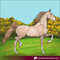 Horse Color:Gold Champagne Pearl Rabicano  and Gold Champagne Pearl Rabicano 