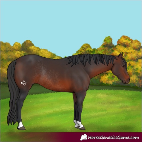 Horse Color:Brown Rabicano 