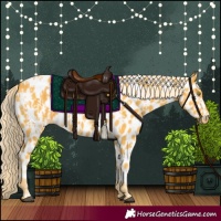 Horse Color:Palomino Near Leopard and Palomino Near Leopard