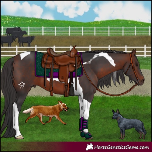 Horse Color:Bay Tobiano 