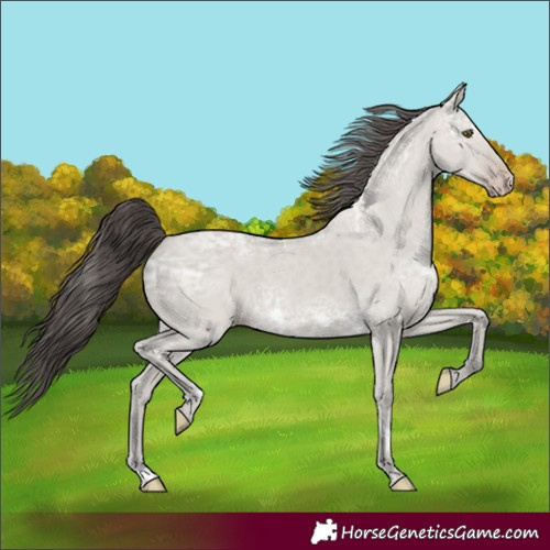 Horse Color:Classic Cream Champagne Ice Dun 
