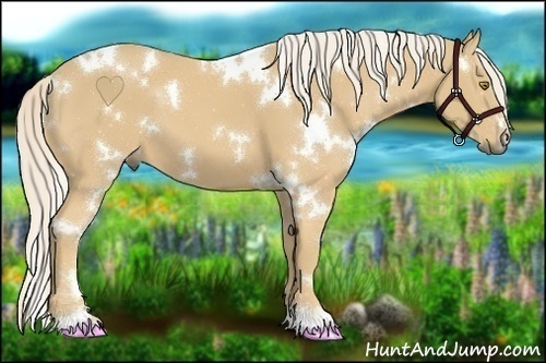 Horse Color:White Spotted Palomino 