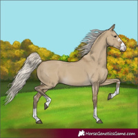 Horse Color:Silver Smoky Grullo