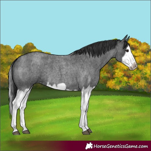 Horse Color:Blue Roan Splash Frame 