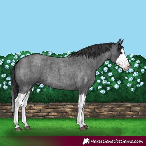 Horse Color:Blue Roan Splash 