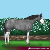Horse Color:Blue Roan Splash 
