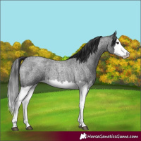 Horse Color:Blue Roan Splash