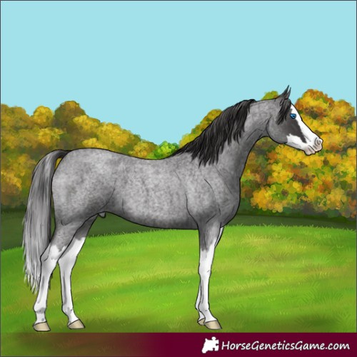 Horse Color:Smoky Blue Roan Splash
