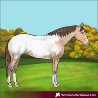 Horse Color:Amber Champagne Snowcap